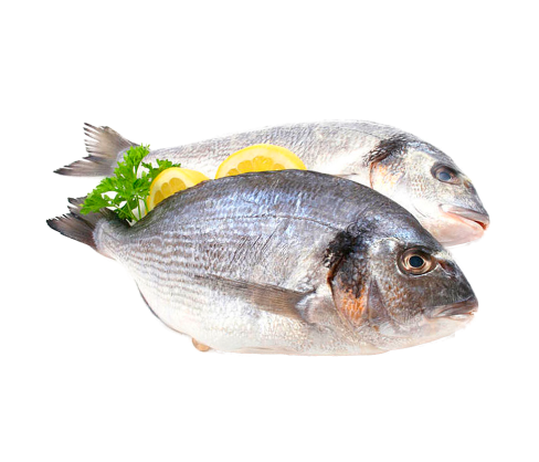 Fresh Fish