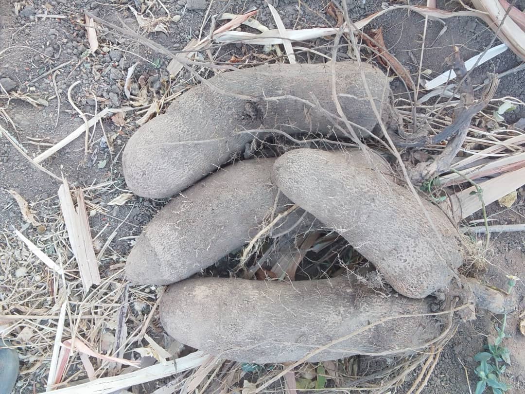 Yam